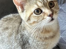BKH Kitten Stammbaum Black Golden Tabby Junger Abholbereit