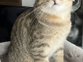 BKH Kitten Stammbaum Black Golden Tabby Junger Abholbereit