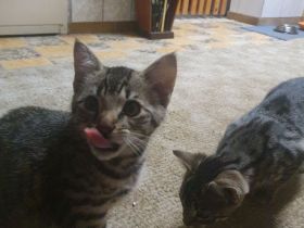 2 Babykatzen zu verkaufen