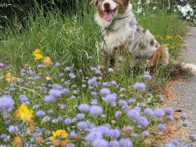 Blue Eye Shining Charlie