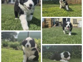 BorderCollie-Australian Shepherd- Mix Welpen