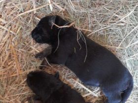 Reinrassige Deutsche Schäferhundwelpen