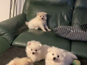 Zwergspitz Welpen Abgabe ab August 2024