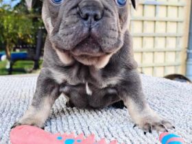 Reinrassige französische Bulldoggen Welpen Blue tan