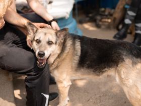 Liebenswerter Pechvogel Leopold braucht Hilfe nach Unfall