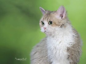 Selkirk Rex Langhaar Kastraten