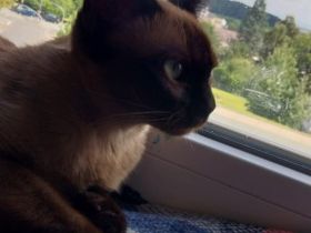 Burma Katze 5 Monate alt