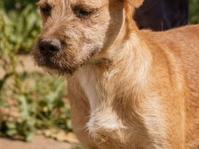 Rozi, ist aktiv und pflegeleicht