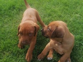((((( 2 Süße Rhodesian Ridgeback Welpen suchen ein schönes zu Hause für immer )))))