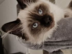 Heilige Birma Deckkater