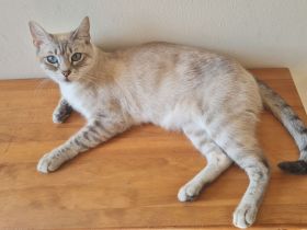 Bengalmischling - Katze abzugeben