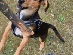 Mischlings Hündin (7 Monate) sucht liebevolles Zuhause