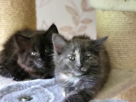 Bezaubernde Norweger Kitten vom Berghof