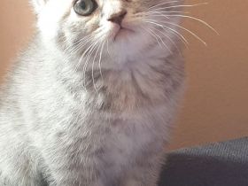 BKH-Mix Kitten