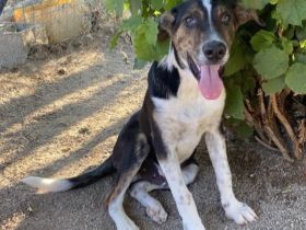 Junghund  Rex / männlich / derzeit in Griechenland