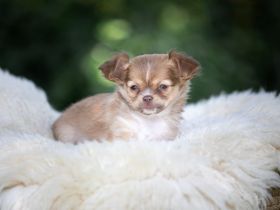Chihuahua Welpen