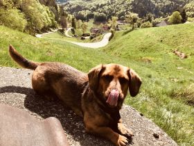 Deckhündin gesucht / Rüde (Dackelmischling) sucht Hündin - natürlich sind wir bereit, zu bezahlen