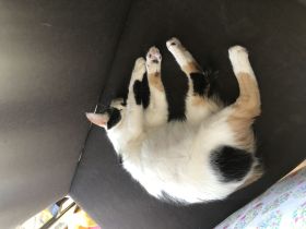 Katzenpaar such ein Zuhause