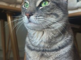 Kater sucht ein neues Zuhause