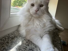 Schneeweißer XXL Main Coon Kater
