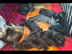 Maincoon- Mix( grau getigert) + 3 schwarze