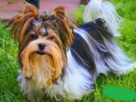 Biewer Yorkshire Deckrüde