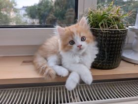 Perserkitten abzugeben, weiß/roter Kater