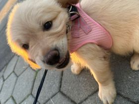 Golden Retriever Welpen