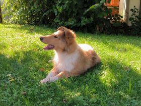 Noch ein tolles, kräftiges Colliemädchen in sable white ist bereit die Welt zu entdecken