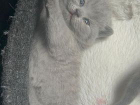 Britisch Kurzhaar Kitten ab sofort abzugeben