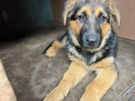 Deutsche Schäferhundin Welpe