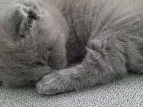 Britisch Kurzhaar Katze