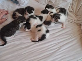 Vier Kätzchen zu verkaufen