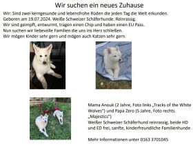 Weißer Schäferhund