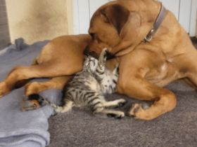 3 kleine getigerte katzenbabys