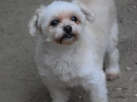 Rapunzel, kleine, 9-jährige Mini-Hündin mit großer Persönlichkeit sucht sehr erfahrenes Zuhause