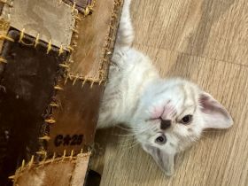 Bengal Kitten Selten und Süß Abgabebereit