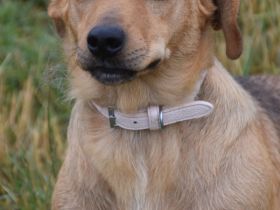 Pia, freundliche, aufgeschlossene, 1-jährige, verschmuste Mischlingshündin, 35 - 40 cm, kastriert