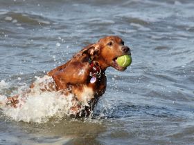 HAUS JONATHAN in HOOKSIEL