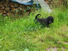 Verk Grosspudel Welpen schwarz