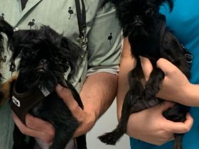 Zwerggriffons in Frankfurt am Main