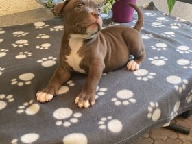 Old English Bulldog Welpen