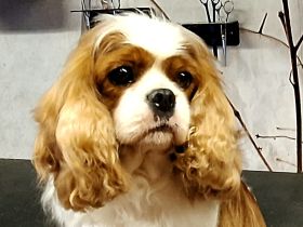 Super liebe, 4 Jahre alte blenheim Hündin mit VDH Papieren