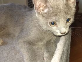 Echte Kartäuser Chartreux Kitten