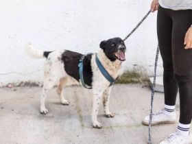 Chipo ist ein Geschenk auf 4 Pfoten