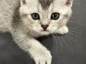 BKH Weibchen Kitten sucht neu zuhause