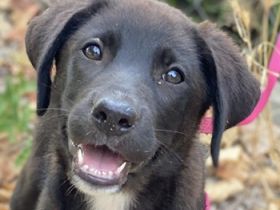 Pyralia, geb. ca. 04/2024, lebt in GRIECHENLAND, auf einer privaten Pflegestelle