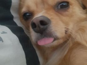 Dringend ein Platz für den Zucker süßen alf Gesicht