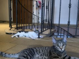 Zwei kleine Kätzchen abzugeben