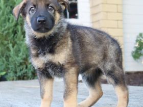 9 Wochen alte deutsche Schäferhündin.